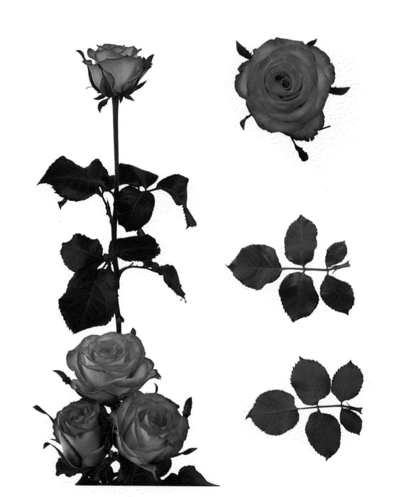 Figure 1 of US plant patent PP22676, the photograph of Esm Kata printed in the patent.