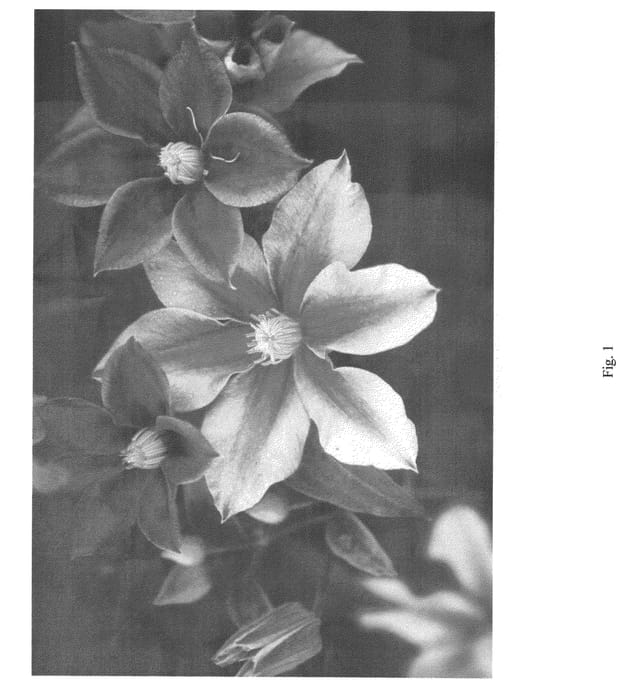 Figure 1 of US plant patent PP22677, the photograph of UNAI 004 printed in the patent.