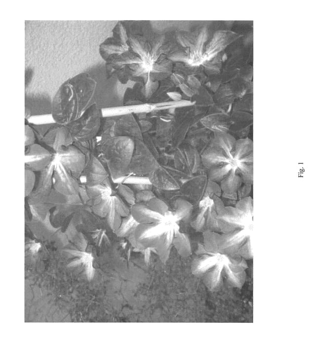 Figure 1 of US plant patent PP22678, the photograph of UNAI 007 printed in the patent.