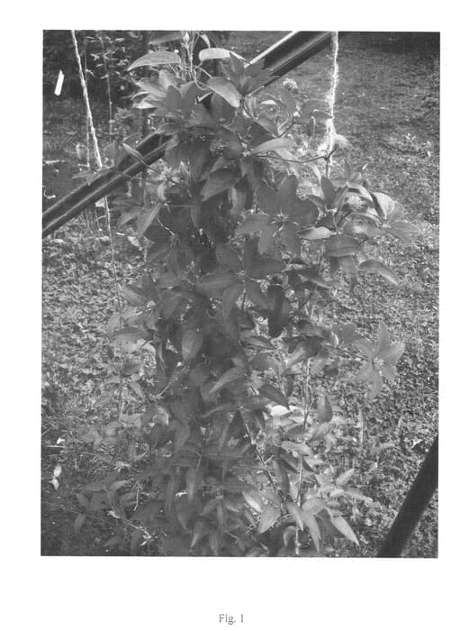 Figure 1 of US plant patent PP22679, the photograph of UNAI 002 printed in the patent.
