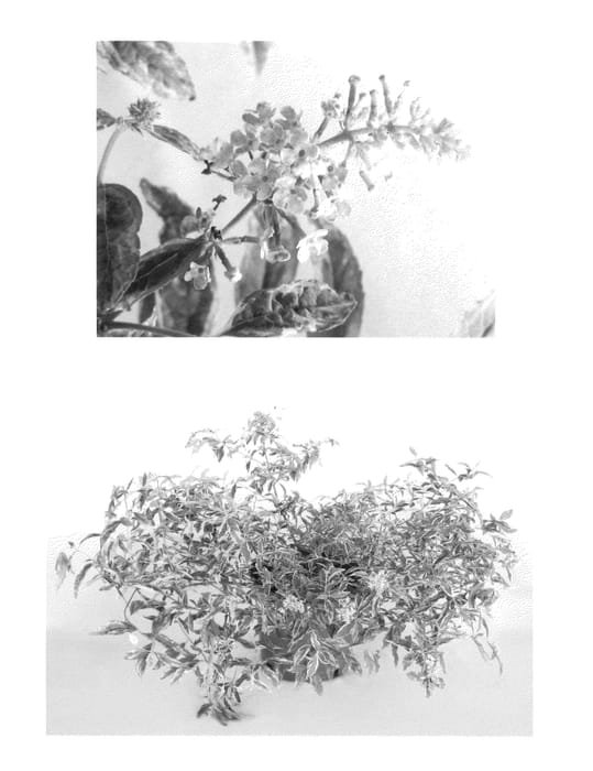 Figure 1 of US plant patent PP22680, the photograph of Burncross printed in the patent.