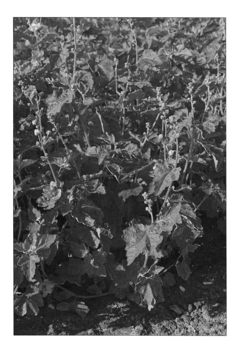 Figure 1 of US plant patent PP22681, the photograph of Poetry printed in the patent.