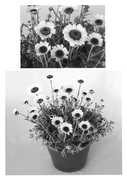 Figure 1 of US plant patent PP22682, the photograph of USRHOD0701 printed in the patent.
