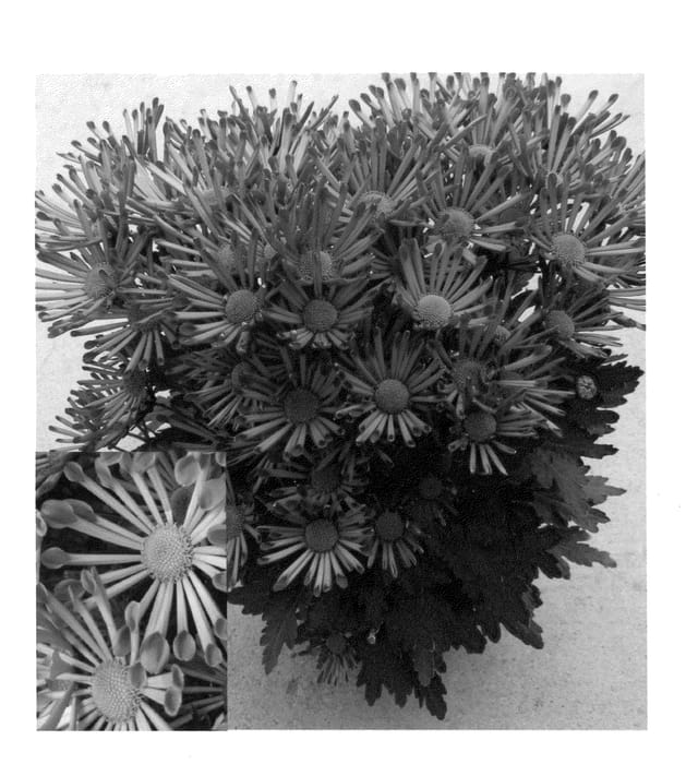 Figure 1 of US plant patent PP22683, the photograph of CIDZ0013 printed in the patent.