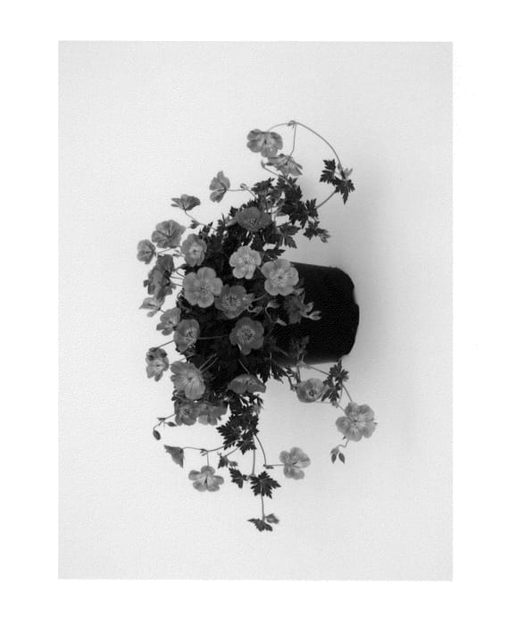 Figure 1 of US plant patent PP22684, the photograph of Azure Rush printed in the patent.
