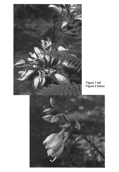 Figure 1 of US plant patent PP22685, the photograph of Raspberry Sundae printed in the patent.