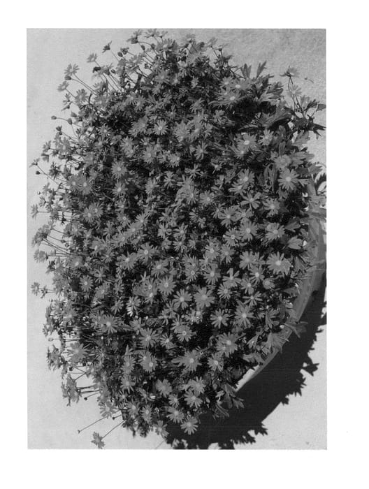 Figure 1 of US plant patent PP22686, the photograph of Cherish printed in the patent.