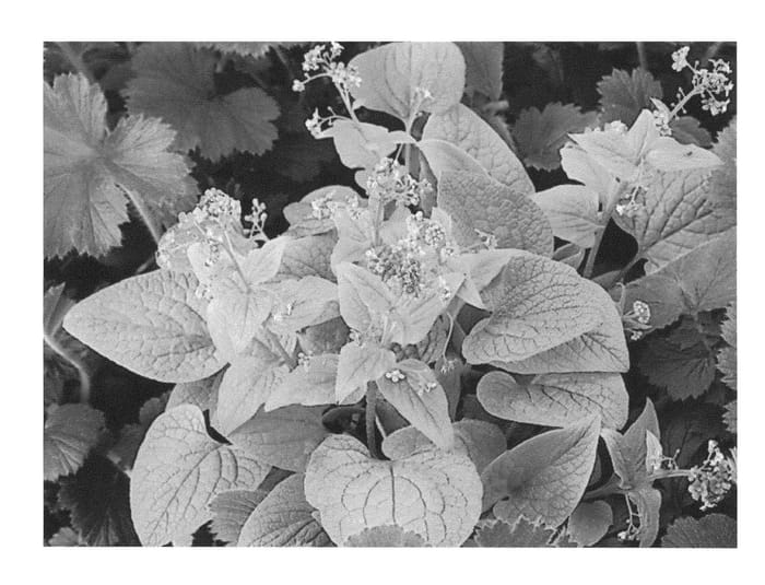 Figure 1 of US plant patent PP22687, the photograph of SLDG printed in the patent.