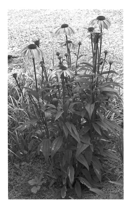 Figure 1 of US plant patent PP22688, the photograph of Jacob Lewis printed in the patent.