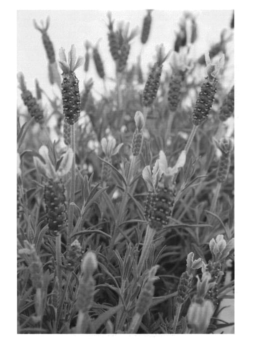 Figure 1 of US plant patent PP22689, the photograph of Patleigh printed in the patent.