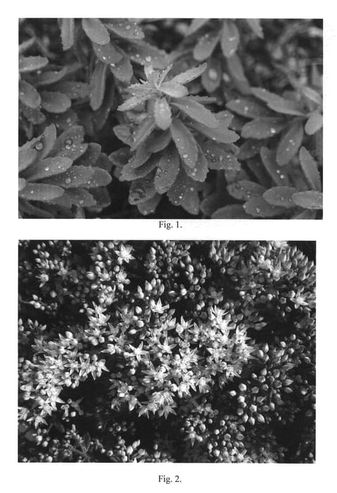 Figure 1 of US plant patent PP22690, the photograph of Plum Perfection printed in the patent.