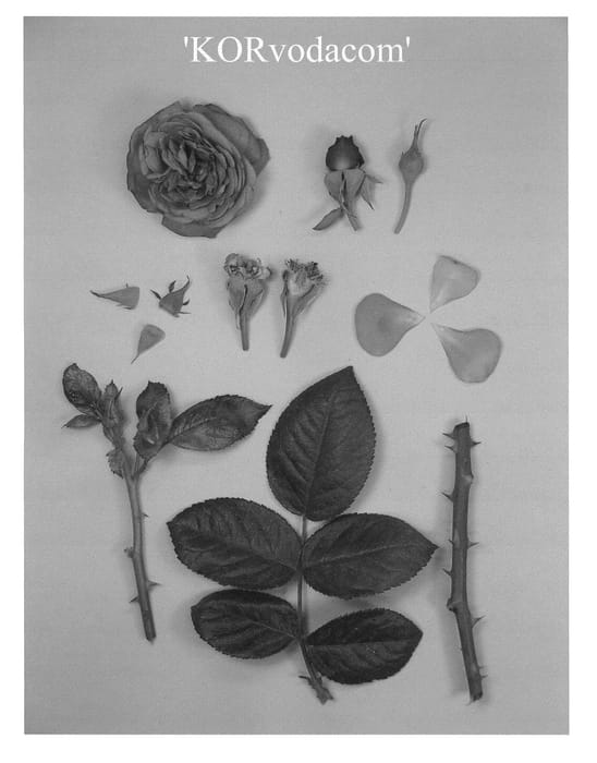 Figure 1 of US plant patent PP22691, the photograph of KORvodacom printed in the patent.
