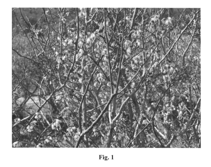 Figure 1 of US plant patent PP22692, the photograph of Southern Splendour printed in the patent.