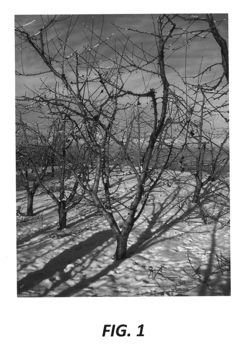 Figure 1 of US plant patent PP22693, the photograph of Goodwin printed in the patent.
