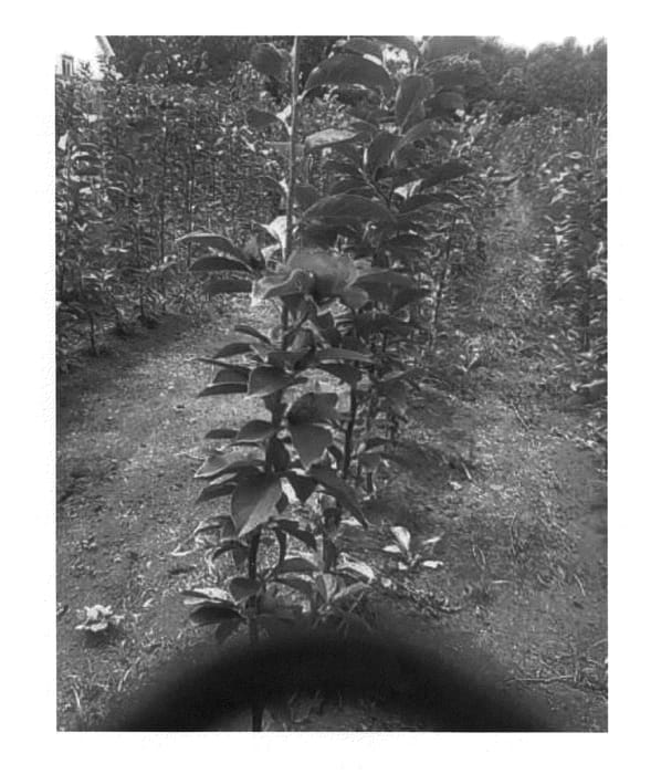 Figure 1 of US plant patent PP22694, the photograph of Cleopatra printed in the patent.