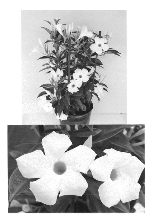 Figure 1 of US plant patent PP22695, the photograph of Sunparacoho printed in the patent.