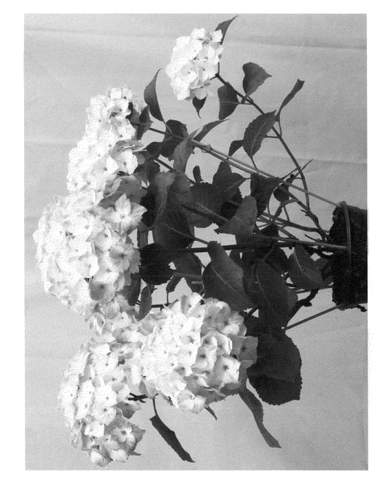 Figure 1 of US plant patent PP22696, the photograph of Hokomano printed in the patent.