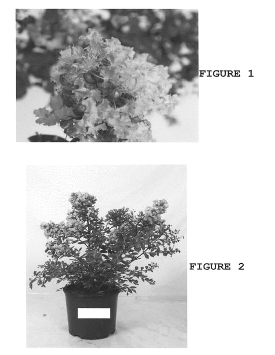 Figure 1 of US plant patent PP22697, the photograph of JD818 printed in the patent.