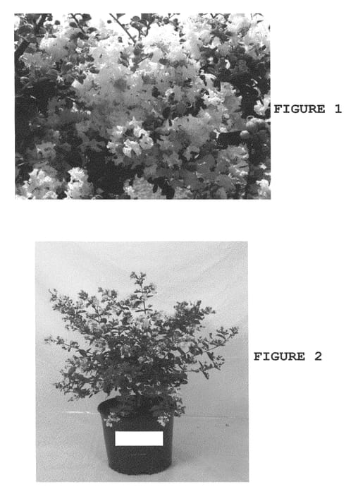 Figure 1 of US plant patent PP22698, the photograph of JD900 printed in the patent.