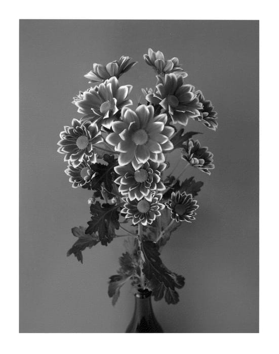 Figure 1 of US plant patent PP22699, the photograph of Dekfirmenich printed in the patent.