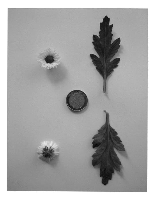 Figure 2 of US plant patent PP22700, the photograph of Dekmaki printed in the patent.