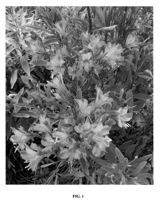 Figure 1 of US plant patent PP22701, the photograph of Tangerine Tango printed in the patent.