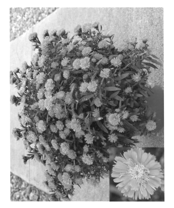 Figure 1 of US plant patent PP22702, the photograph of Synpin Henfirst printed in the patent.