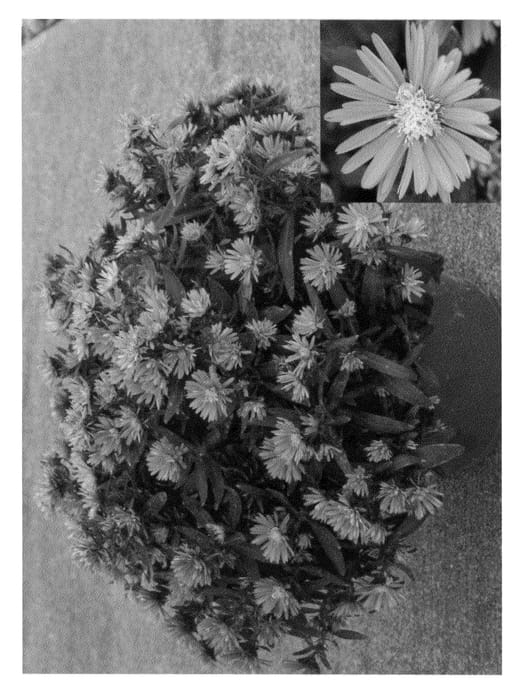 Figure 1 of US plant patent PP22703, the photograph of Synbul Henfirst printed in the patent.