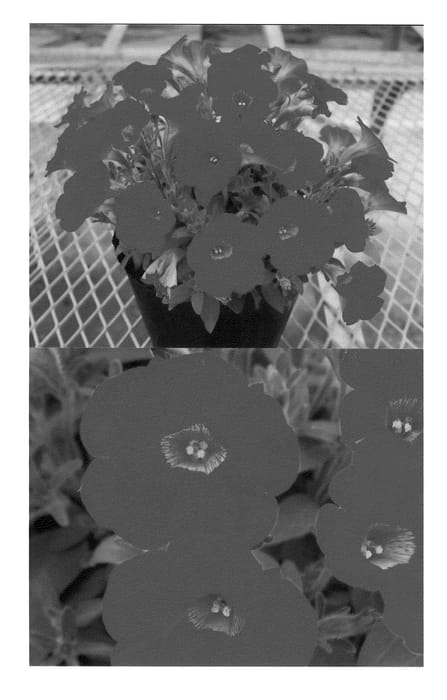 Figure 1 of US plant patent PP22704, the photograph of Sunsurfcopaka printed in the patent.