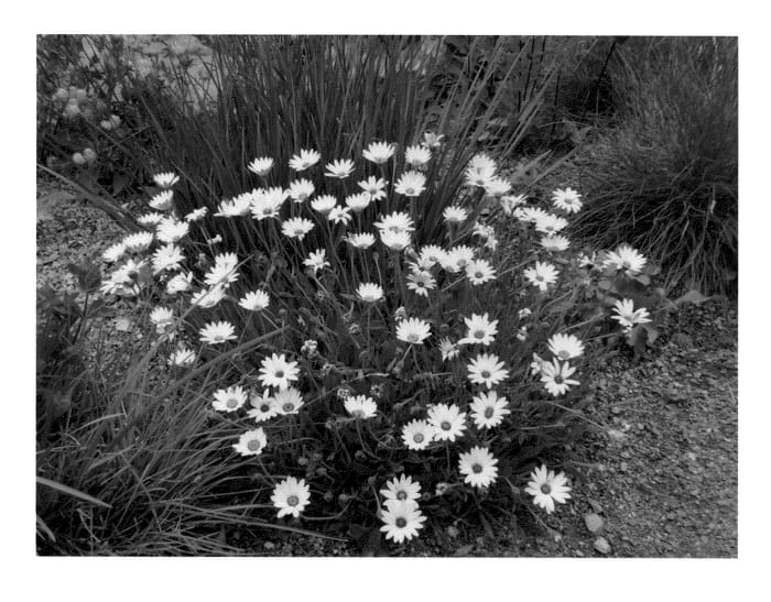 Figure 1 of US plant patent PP22705, the photograph of Avalanche printed in the patent.