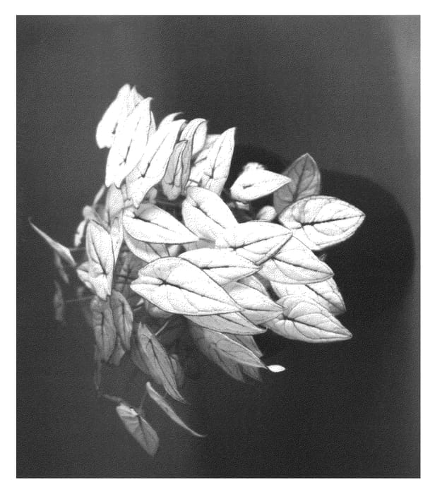 Figure 1 of US plant patent PP22706, the photograph of SNOW WHITE PARK printed in the patent.
