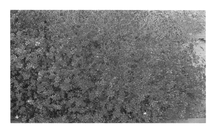 Figure 1 of US plant patent PP22707, the photograph of Center Stage printed in the patent.