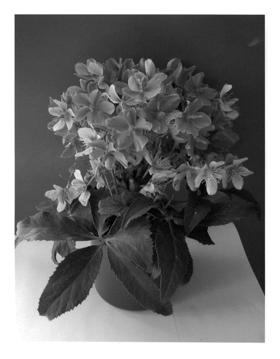 Figure 1 of US plant patent PP22708, the photograph of COSEH 760 printed in the patent.