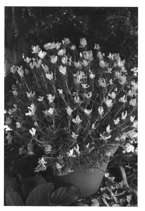 Figure 1 of US plant patent PP22709, the photograph of Bentley printed in the patent.