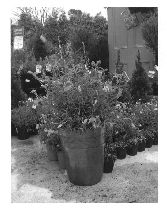 Figure 1 of US plant patent PP22710, the photograph of Myrleigh printed in the patent.