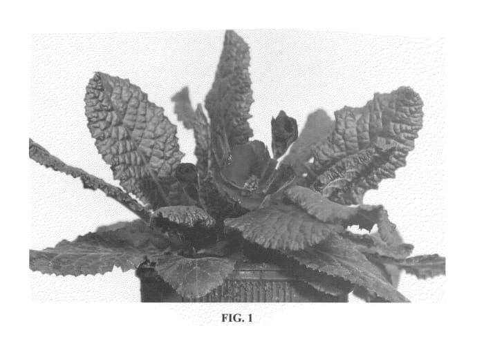 Figure 1 of US plant patent PP22711, the photograph of K 72 printed in the patent.