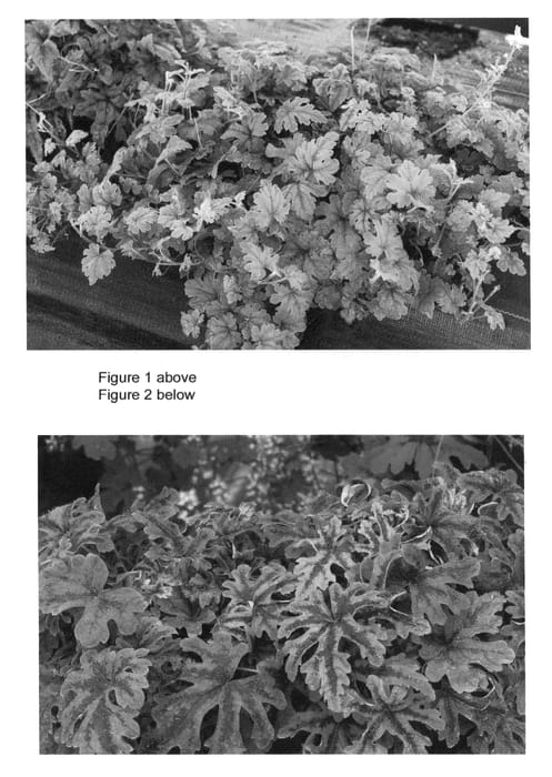 Figure 1 of US plant patent PP22712, the photograph of Oregon Trail printed in the patent.