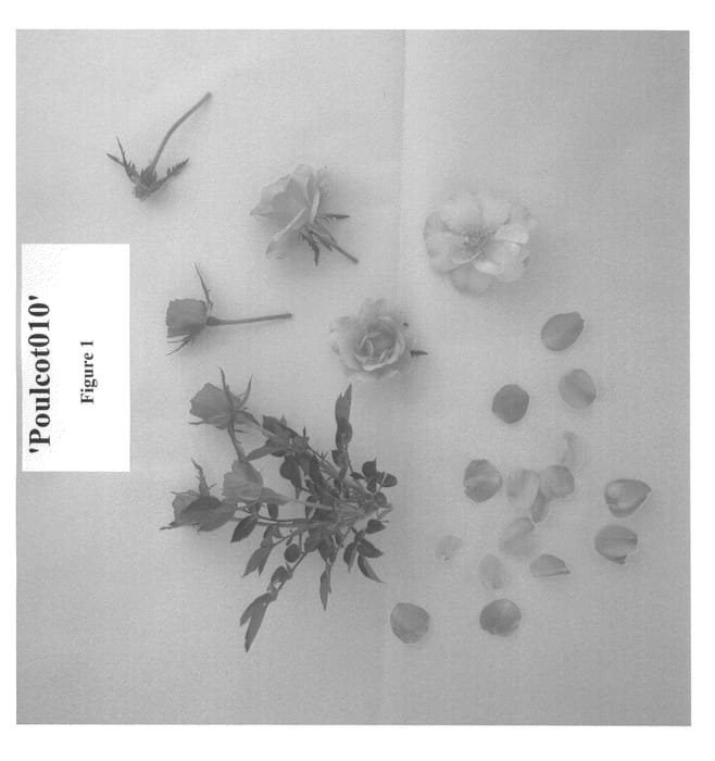 Figure 1 of US plant patent PP22713, the photograph of Poulcot010 printed in the patent.