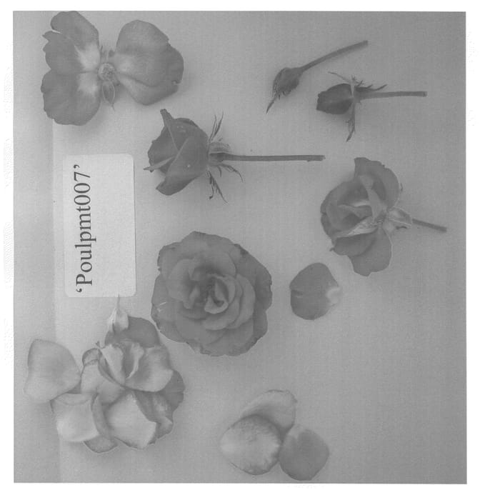Figure 1 of US plant patent PP22714, the photograph of Poulpmt007 printed in the patent.