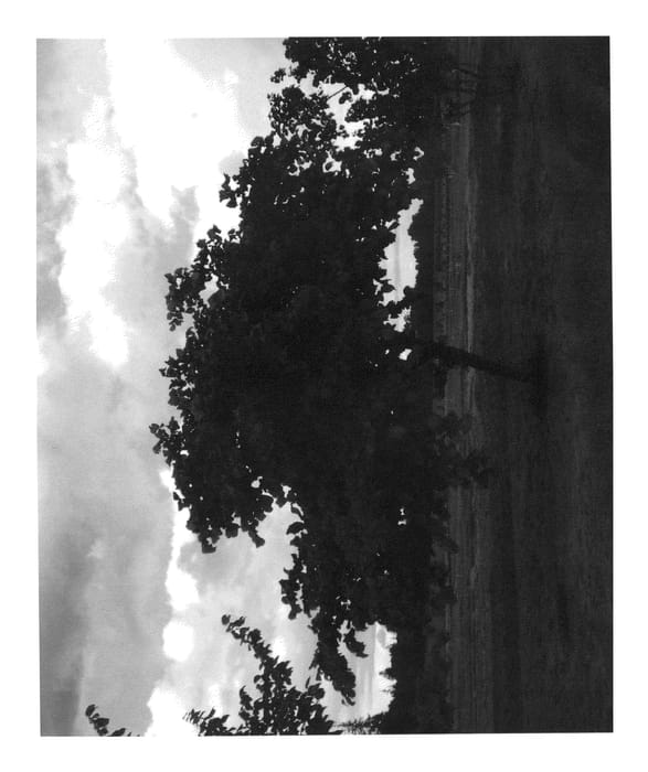 Figure 1 of US plant patent PP22715, the photograph of Tonda Pacifica printed in the patent.