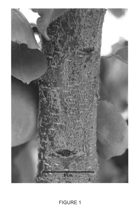 Figure 1 of US plant patent PP22716, the photograph of Clutha Summer printed in the patent.