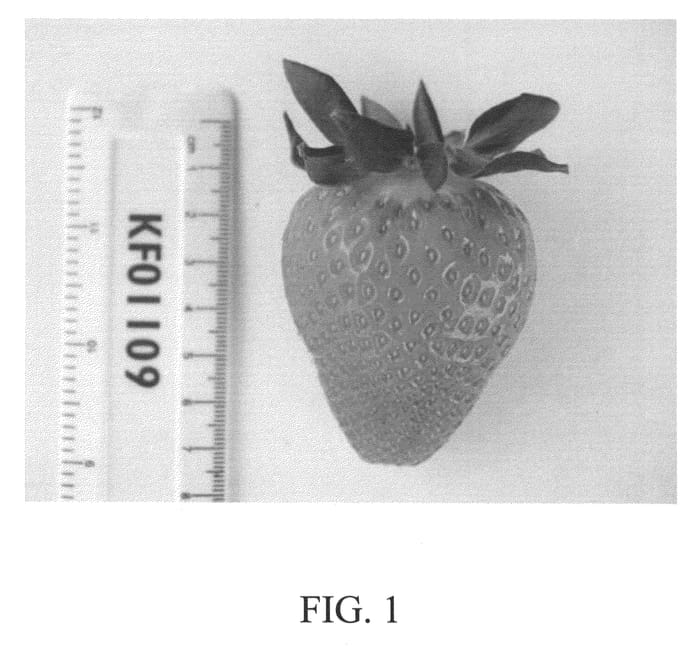 Figure 1 of US plant patent PP22717, the photograph of Viva Patricia printed in the patent.
