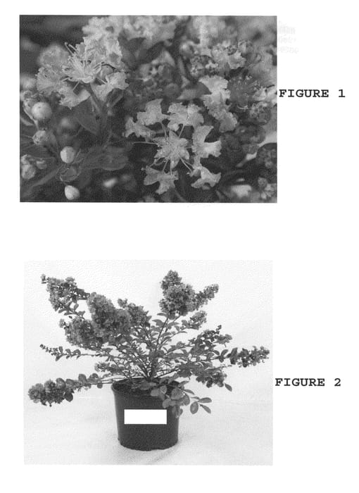 Figure 1 of US plant patent PP22718, the photograph of JD827 printed in the patent.