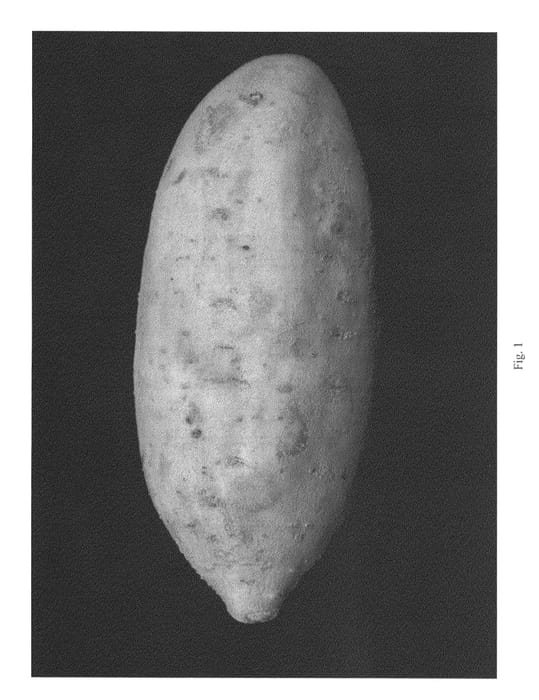 Figure 1 of US plant patent PP22719, the photograph of Bonita printed in the patent.