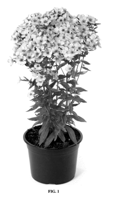 Figure 1 of US plant patent PP22720, the photograph of Barsixtyfour printed in the patent.