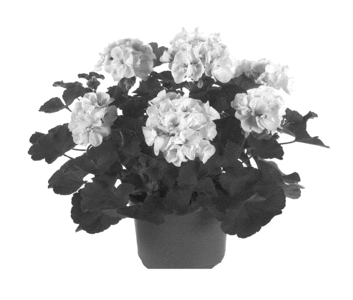 Figure 1 of US plant patent PP22721, the photograph of Fipelmaswhi printed in the patent.
