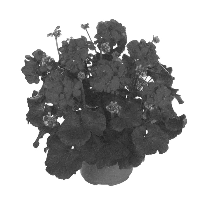 Figure 1 of US plant patent PP22722, the photograph of Fipelmasneopur printed in the patent.