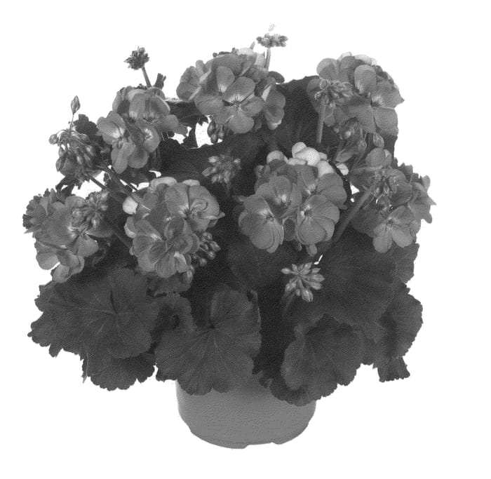 Figure 1 of US plant patent PP22723, the photograph of Fipelmaspi printed in the patent.