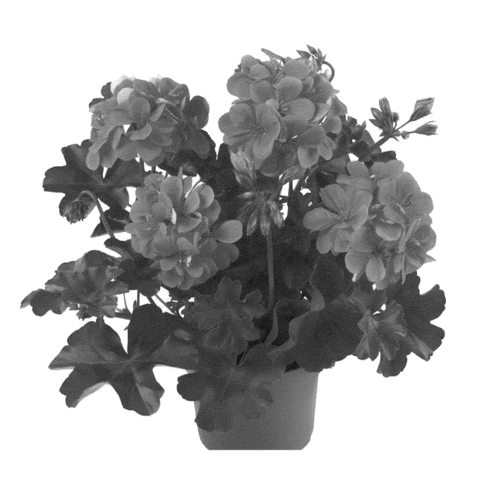 Figure 1 of US plant patent PP22724, the photograph of Fipeldancan printed in the patent.