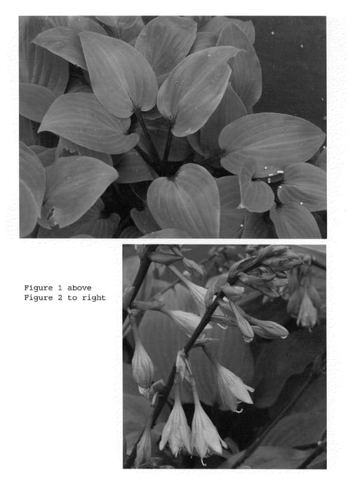 Figure 1 of US plant patent PP22725, the photograph of Purple Heart printed in the patent.